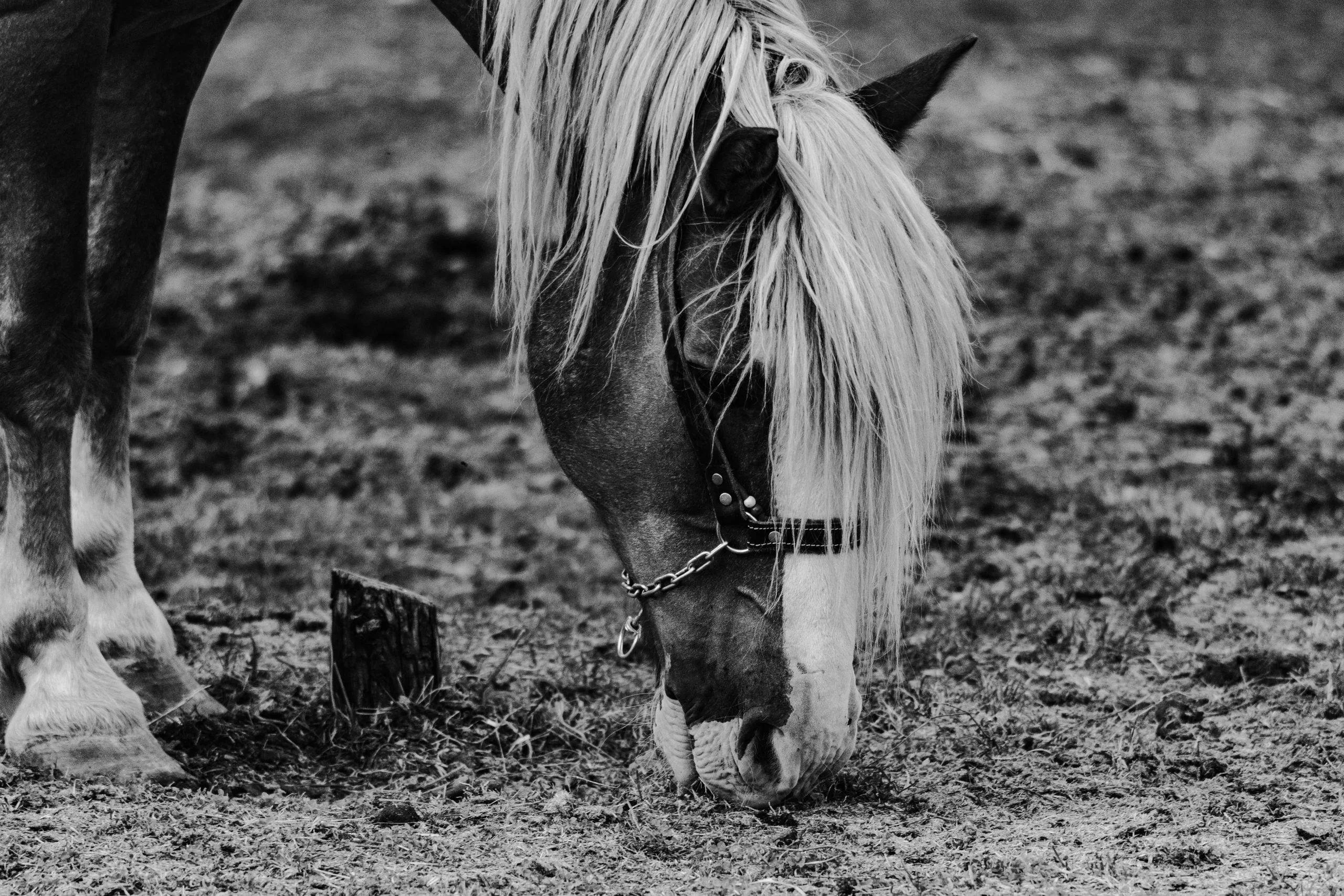 konj na ispaši crno i bijelo atonsh dizajn