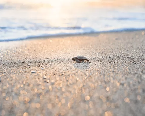 kornjača na plaži hoda prema zalasku sunca atonsh dizajn